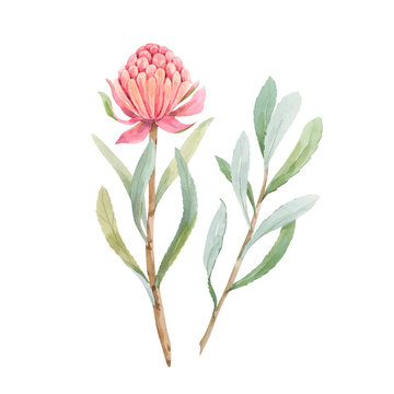 Beautiful vector image with watercolor summer pink protea flower painting. Stock illustration.