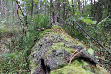log in the forest