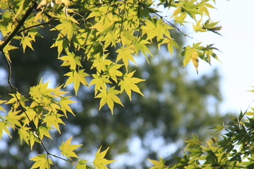 yellow leaves