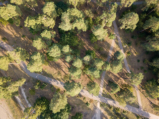 Aerial drone view. Kiev park with pines.