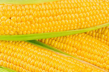 An ear of corn as a texture. top view