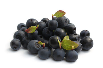 Ripe bilberries with green leaves