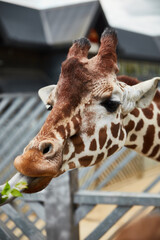 photograph of a giraffe in high quality