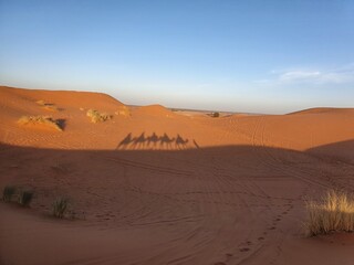 a pic of shadows of camels in Sahara desert