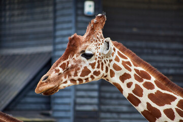 photograph of a giraffe in high quality