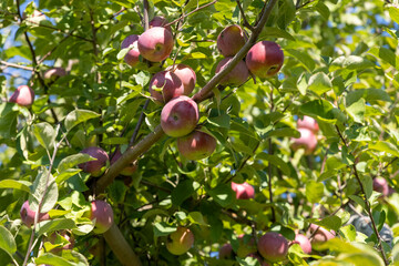 Apples at harvest time in New York State