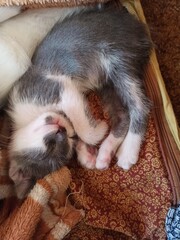 sleeping puppy sleeping