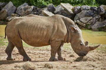 Fototapeta premium photography of a rhino in high quality