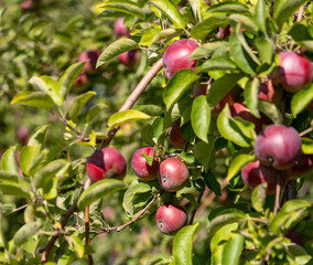 Apples at harvest time in New York State