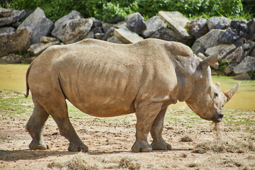 Fototapeta premium photography of a rhino in high quality
