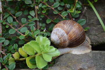 snail on a leaf