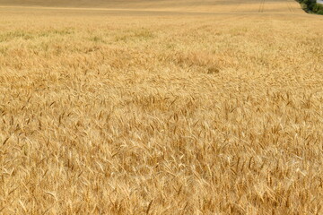 
A field of wheat at harvest time