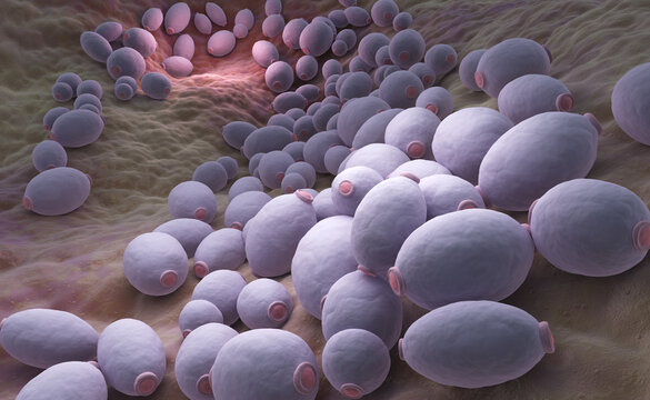 Candida albicans bacteria