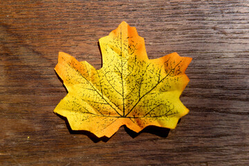 Autumn maple leaf