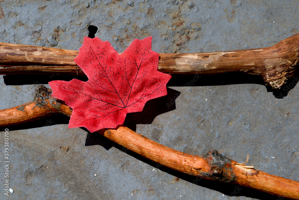 Wall mural Autumn maple leaf with a branch