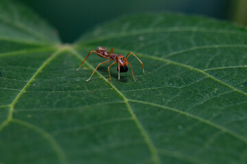 Ant Mimicry, Ant spider macro photography
