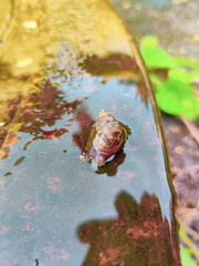 INDIAN SNAIL ON METALLIC SURFACE