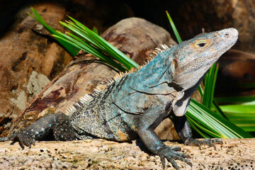 El lagarto Juancho.