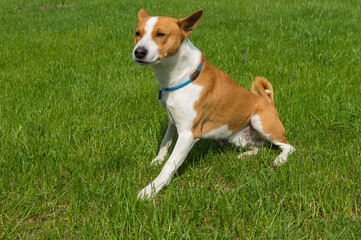 Mature basenji male dog looking closely while sitting on a  green lawn