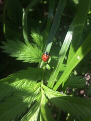 ladybug on a leaf