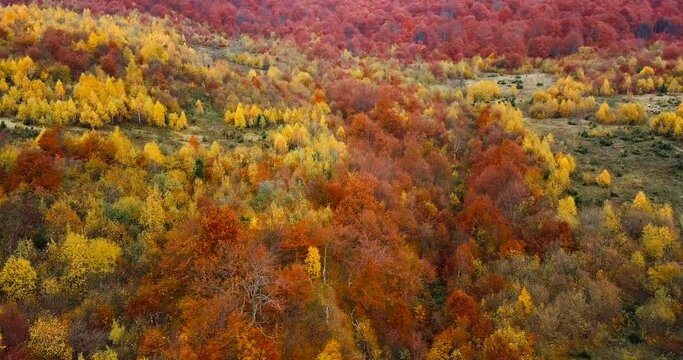 Aerial view: flying above beautiful autumn forest in Carpathian mountains. Yellow birch and red beech trees.