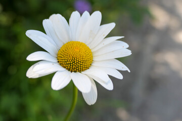 daisy flower closeup