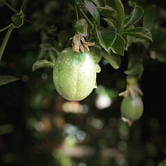 pear on tree