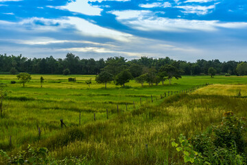 Fototapeta na wymiar Green rice fields with blue sky in rainy season.