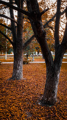 autumn in the park