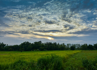 Green rice fields with blue sky in rainy season.