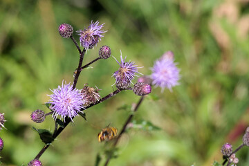 bee on a flower