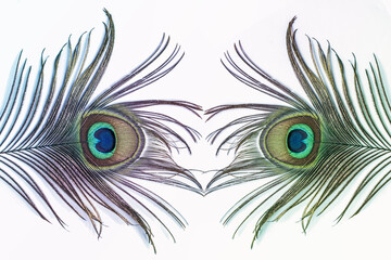 Obraz premium Peacock feathers close up on white soft background. Carnival Festive, banner