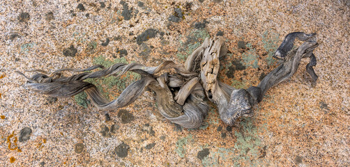 Old Small Dead Tree Trunk