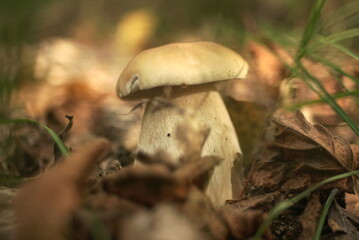 Edible white mushroom boletus grows in dry oak leaves