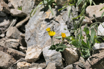 yellow crocus flower
