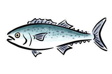さわら　サワラ　鰆　魚　筆　手描き
