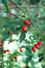 Autumn natural background, rosehip berries on the bush