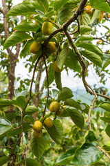 The ripe persimmon on plant in my garden