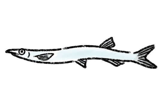 白魚　シラウオ　しらうお　魚　手描き

