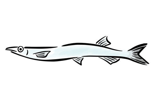 白魚　シラウオ　しらうお　魚　筆　手描き　
