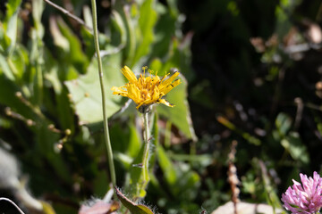 yellow flower in the garden