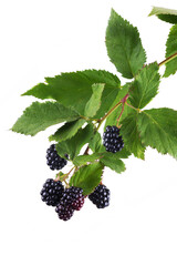 lovely and tasty blackberry on a green branch