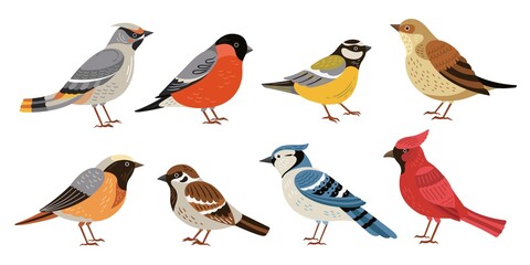 Wild forest birds. Winter wildlife animal, birds chickadee robin cardinal. Isolated wild or garden flat nature nestling vector illustration. Colllection bird forest, tomtit and sparrow © MicroOne