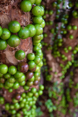 Jabuticabeira already with large fruits but still green, starting the ripening process, selective focus.