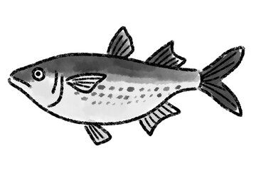 ぼら　ボラ　魚　手描き

