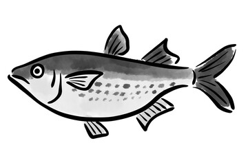 ぼら　ボラ　魚　筆　手描き
