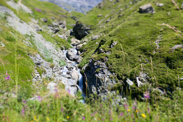 flowers in the mountains