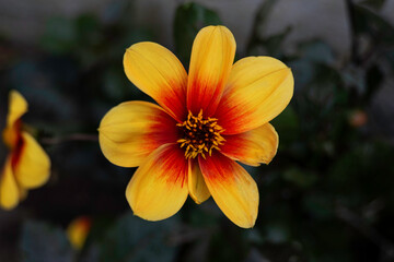 Yellow and Red Rare Dhalia flower late summer bloom