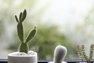 Bunny ear cactus in front of windows glass
