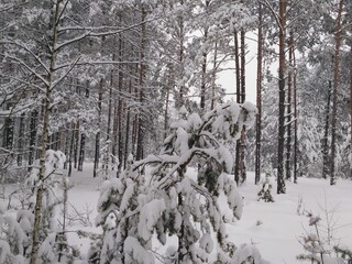 forest in winter
